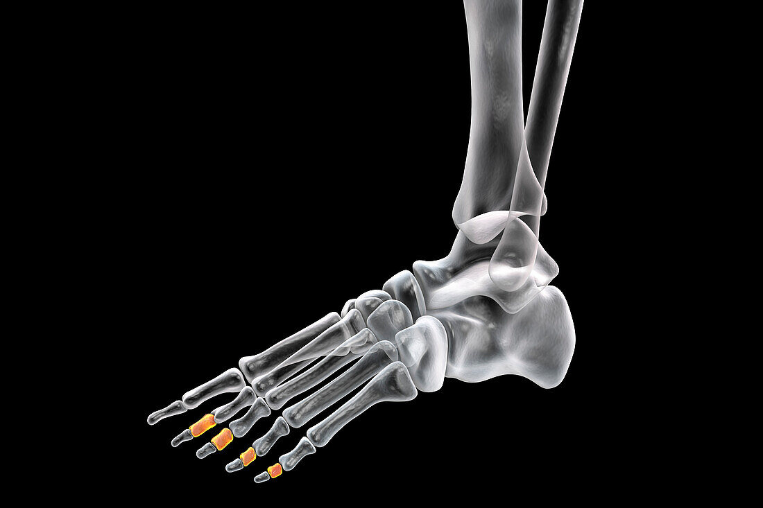 Middle phalange bones of the foot, illustration