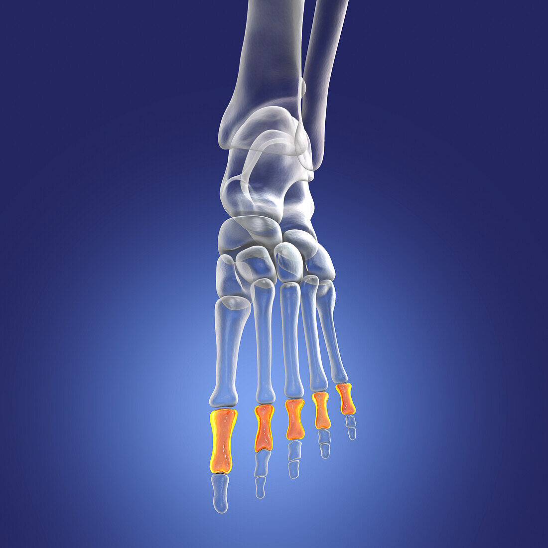 Proximal phalange bones of the foot, illustration