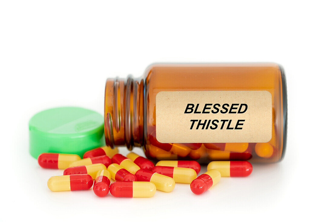 Blessed thistle herbal medicine, conceptual image