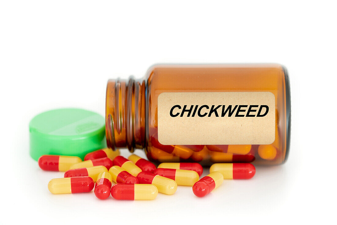 Chickweed herbal medicine, conceptual image