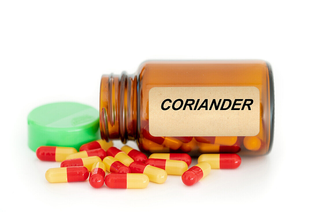 Coriander herbal medicine, conceptual image