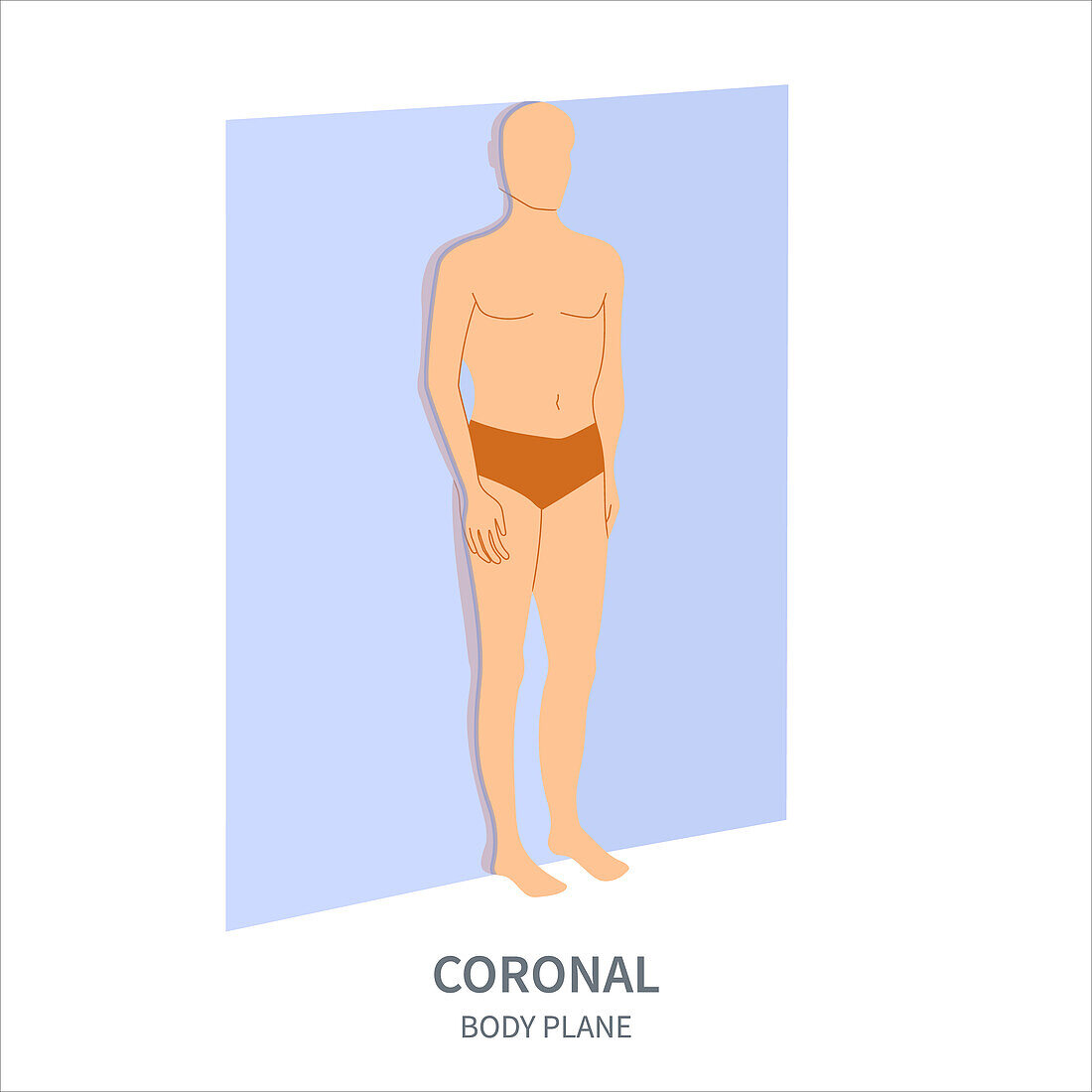 Coronal body plane, illustration