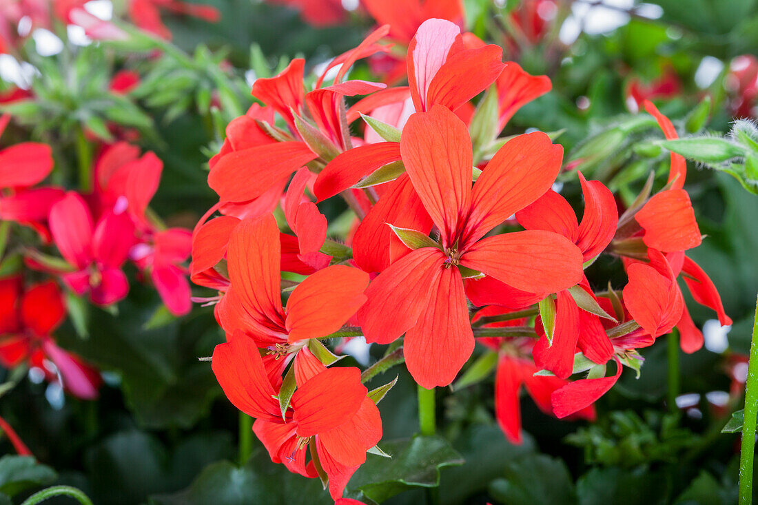 Pelargonium peltatum