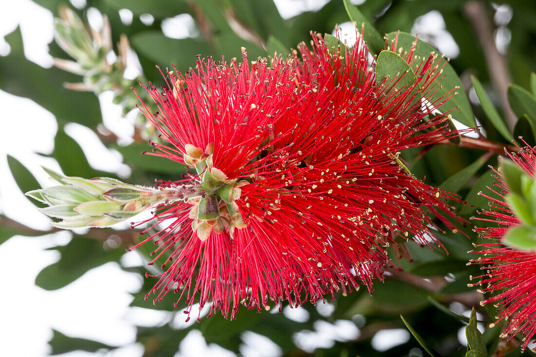 Callistemon laevis