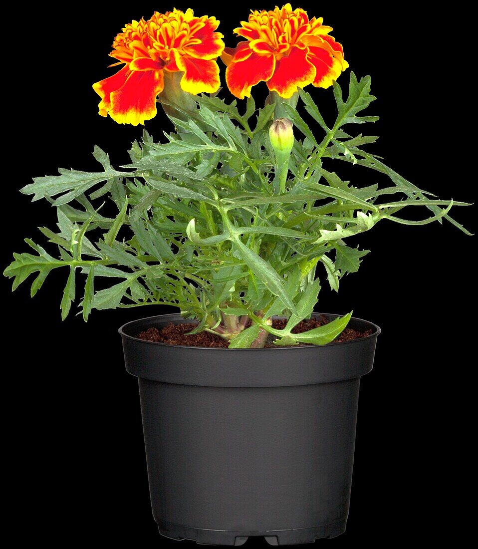 Tagetes patula nana