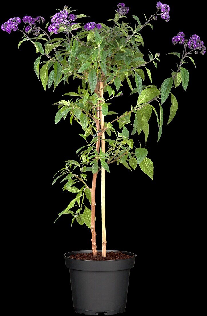 Heliotropium arborescens