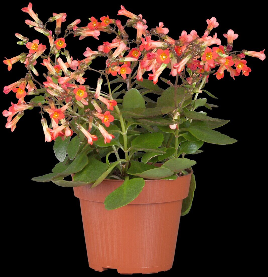 Kalanchoe blossfeldiana 'Mirabella