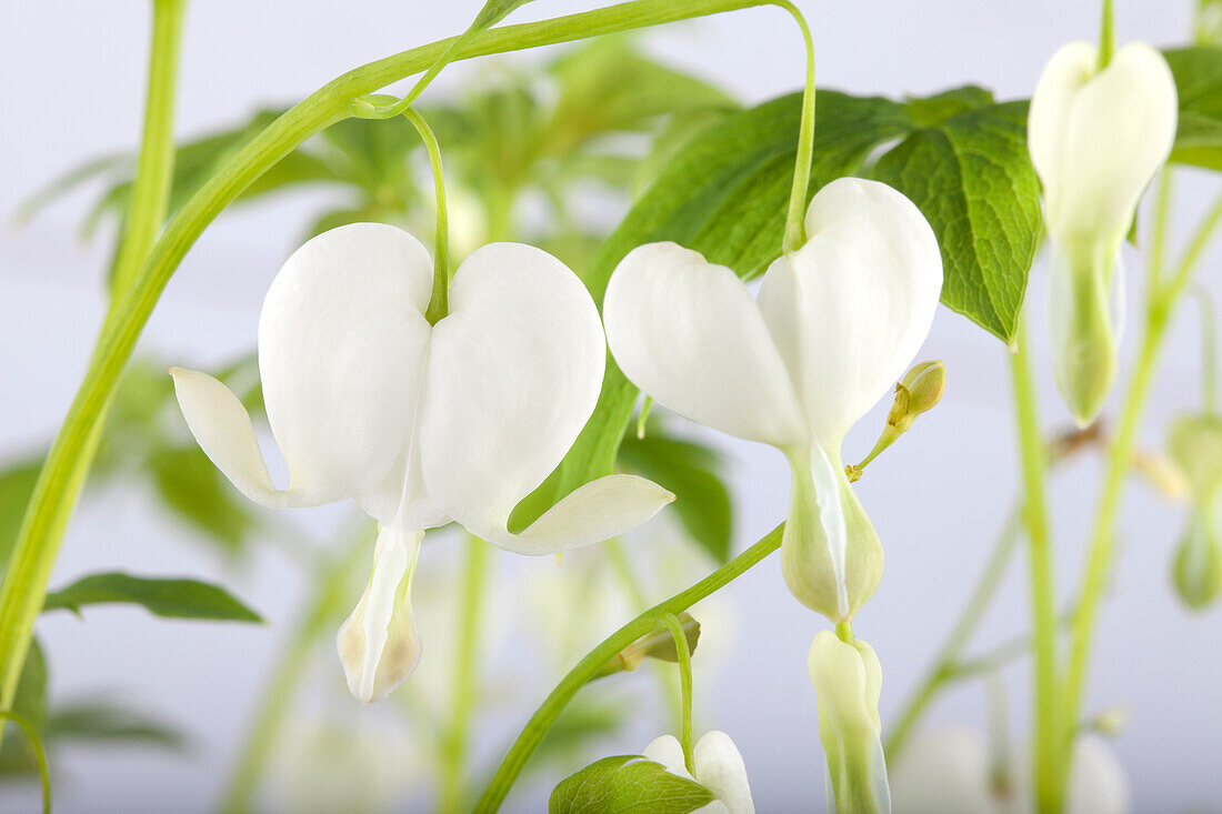 Dicentra spectabilis 'Alba'