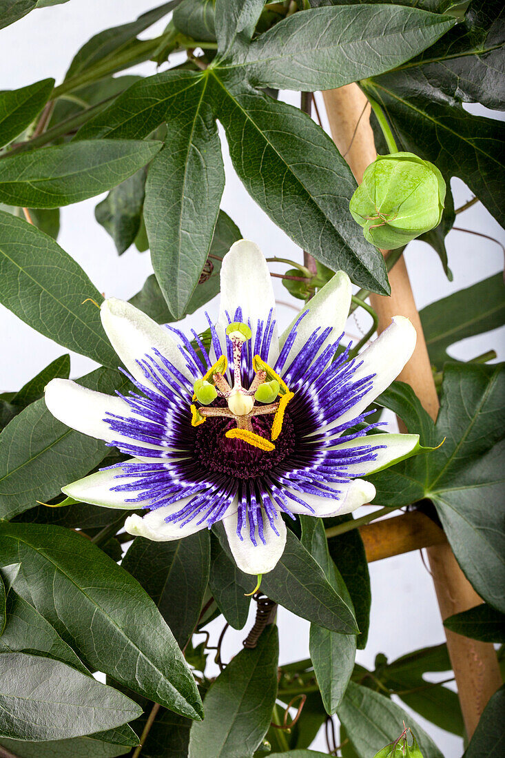 Passiflora caerulea Silly Cow