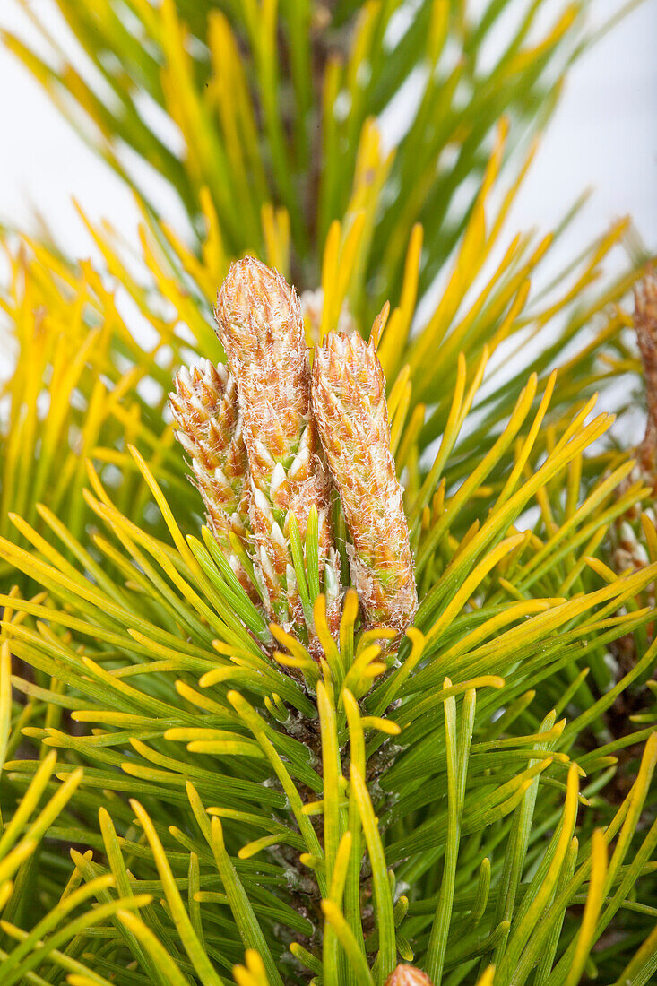 Pinus mugo 'Carsten´s Wintergold'