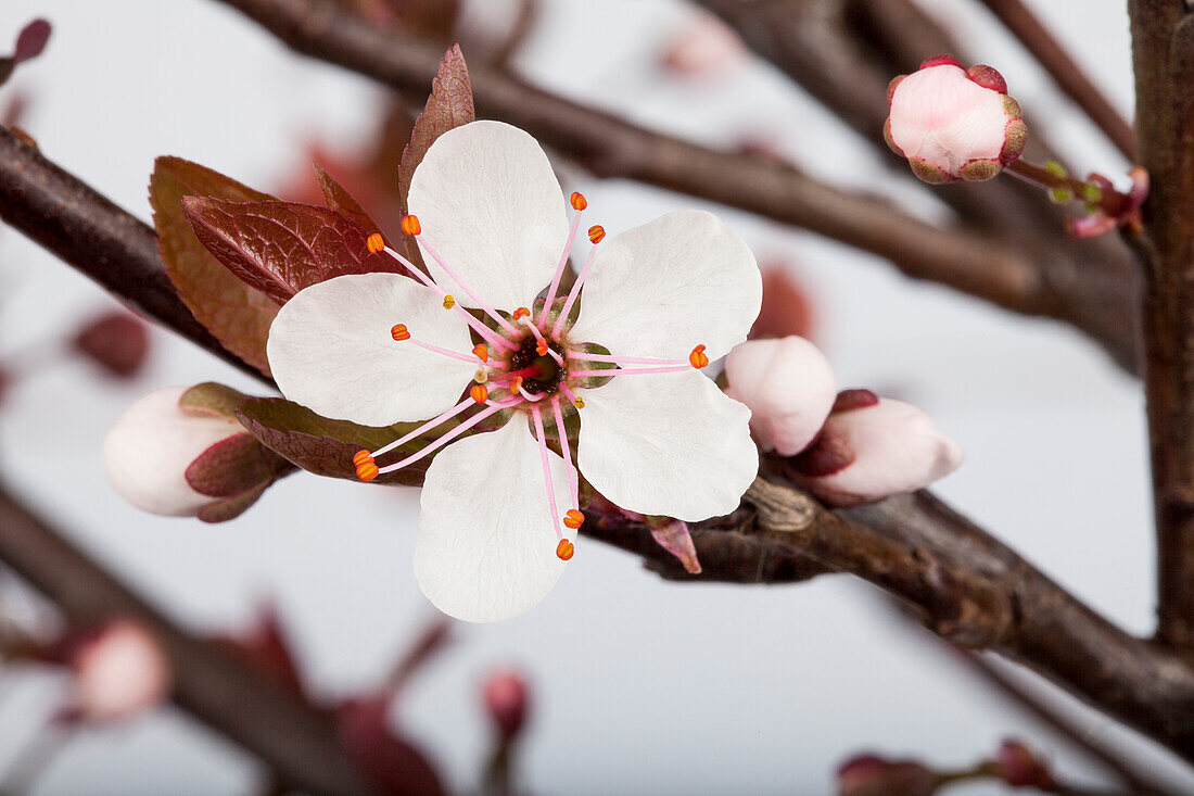 Prunus cistena