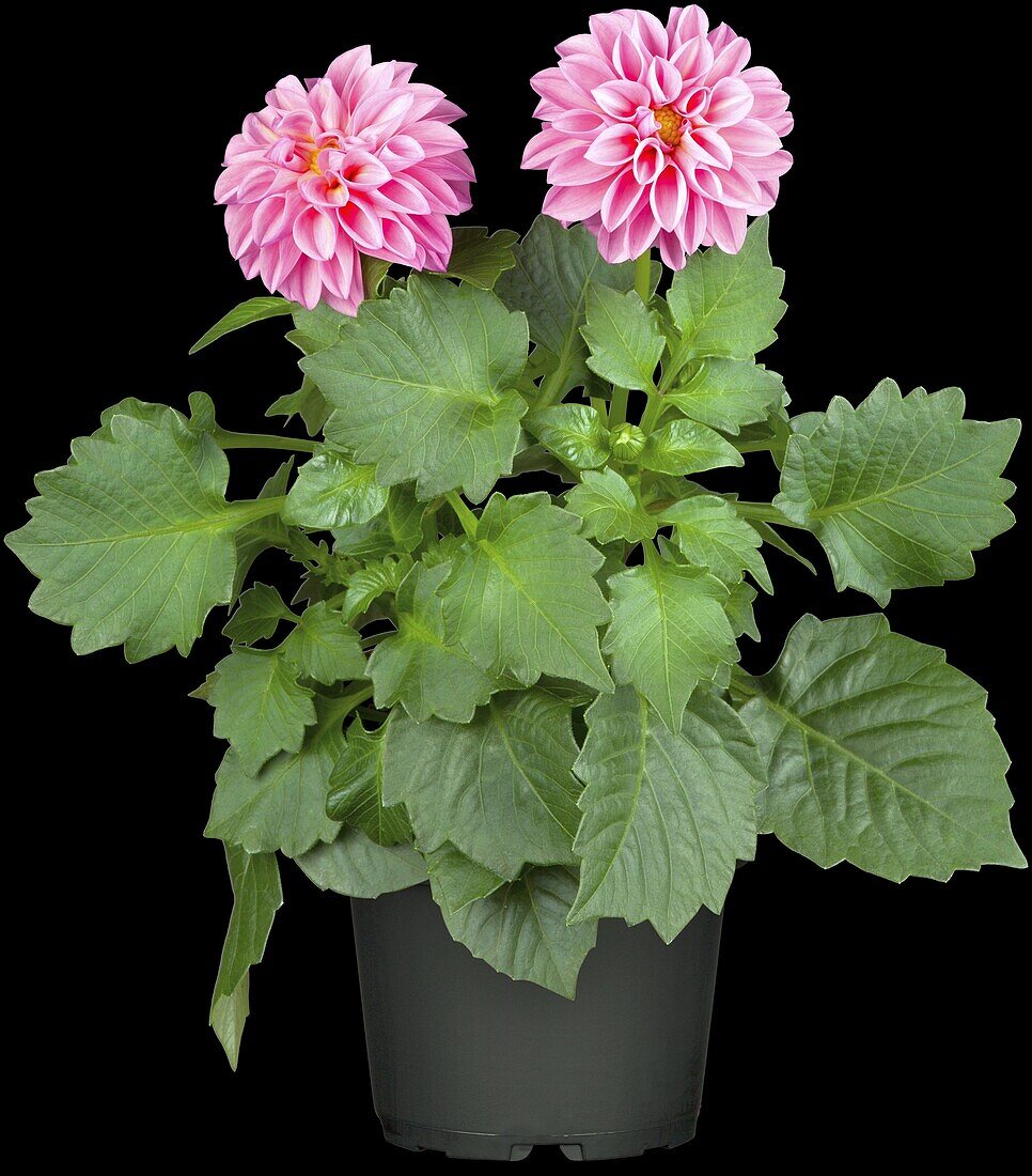 Dahlia x hortensis, pink