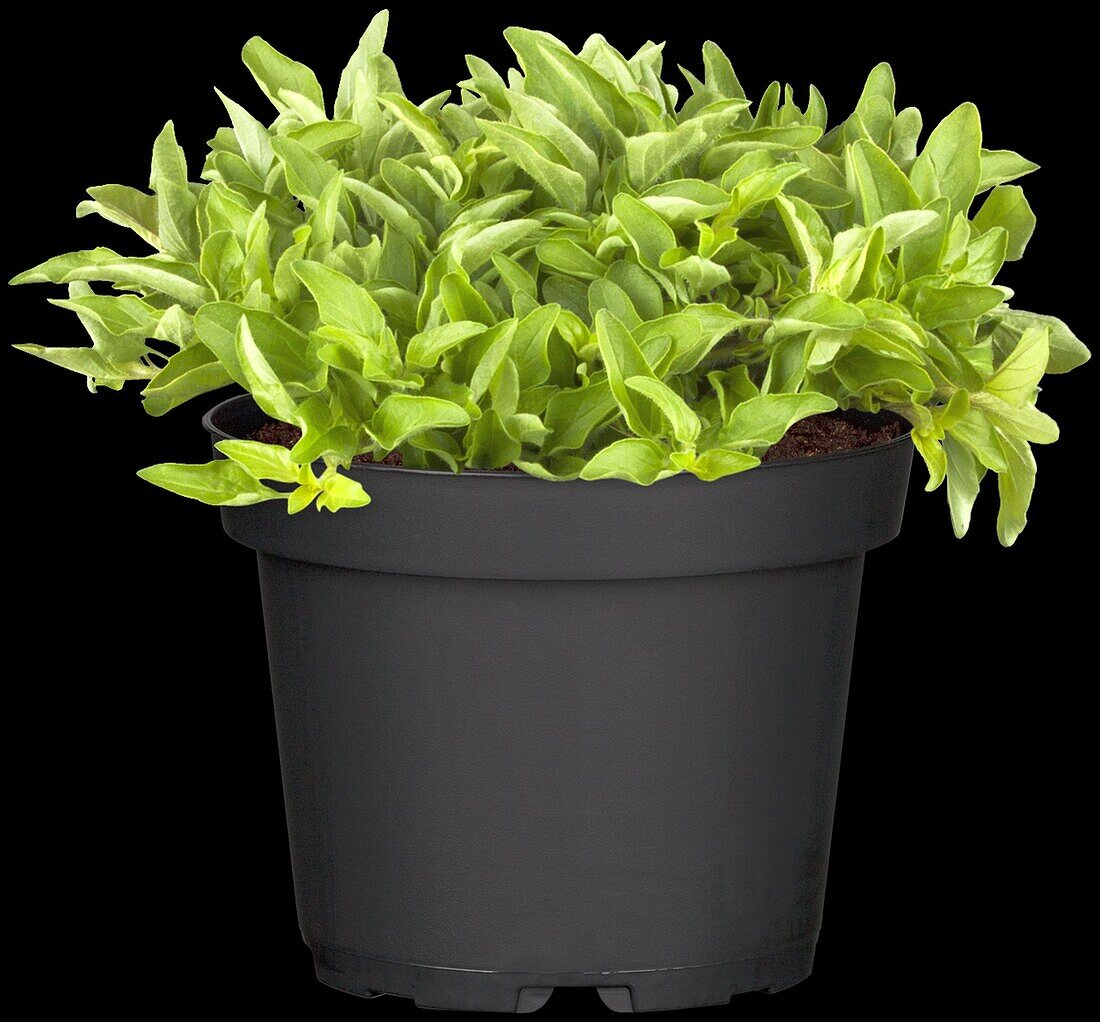 Origanum vulgare 'Aureum'