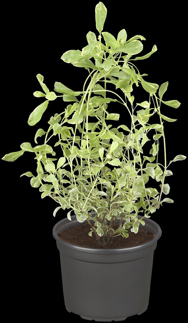 Salvia greggii 'Variegata'