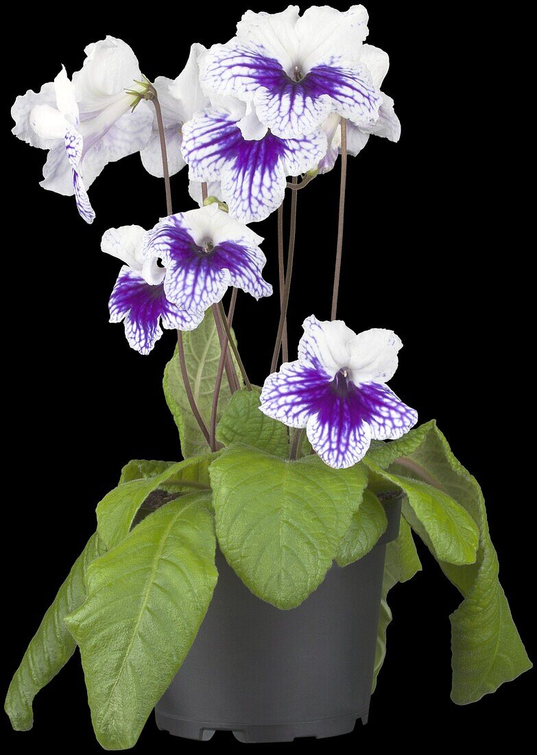 Streptocarpus 'Leyla'