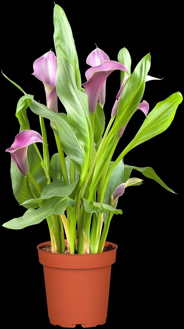 Zantedeschia aethiopica, lila