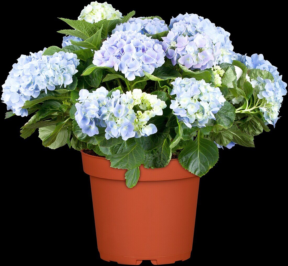 Hydrangea macrophylla, blau