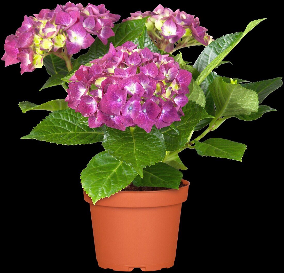 Hydrangea macrophylla