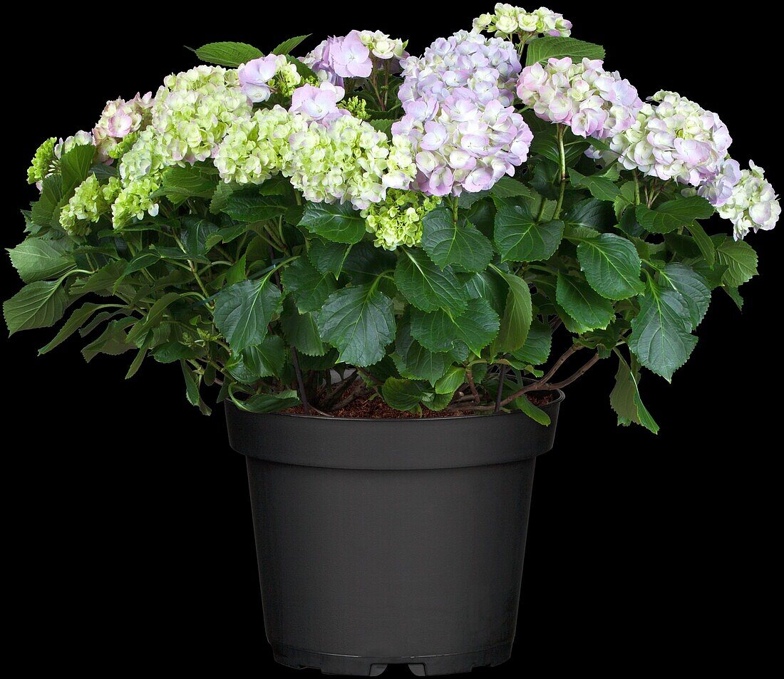 Hydrangea macrophylla