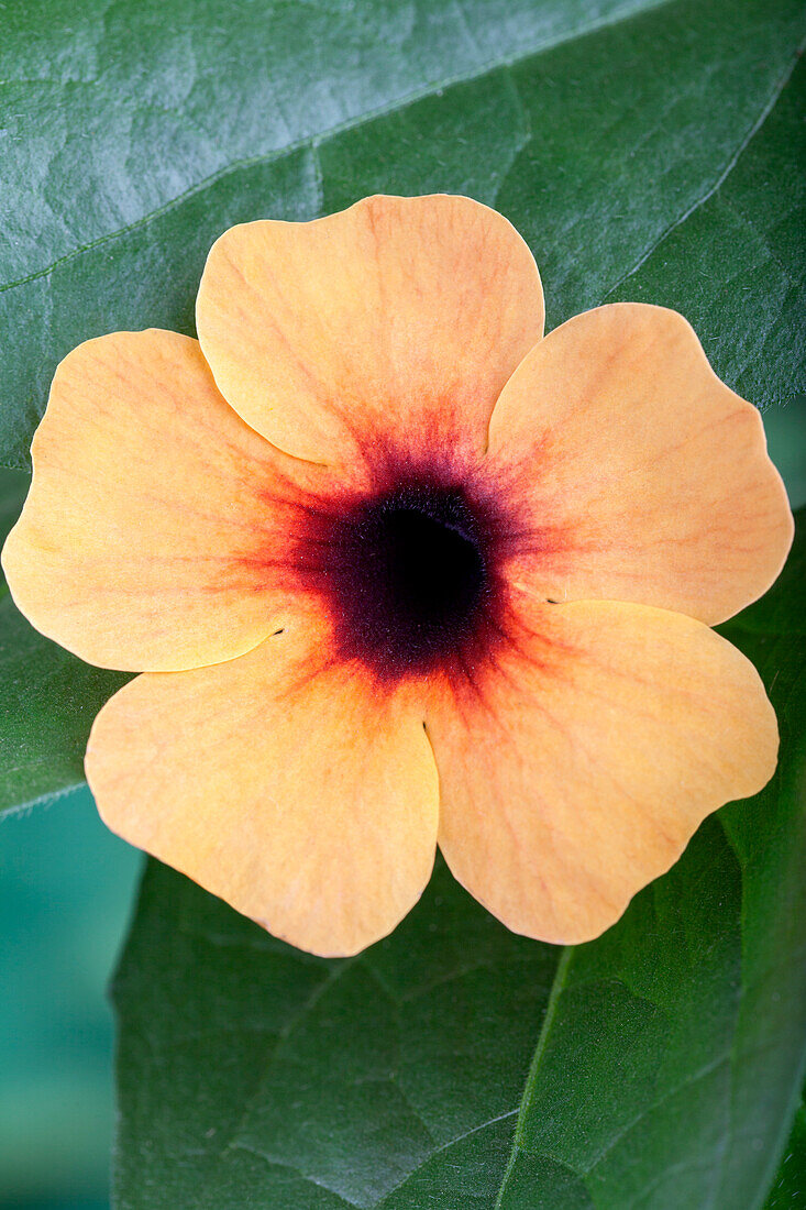 Thunbergia alata 'Arizona Terracotta'