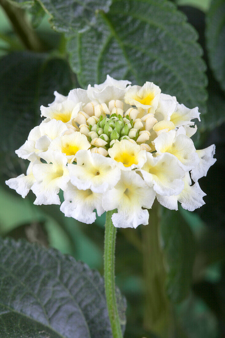 Lantana camara