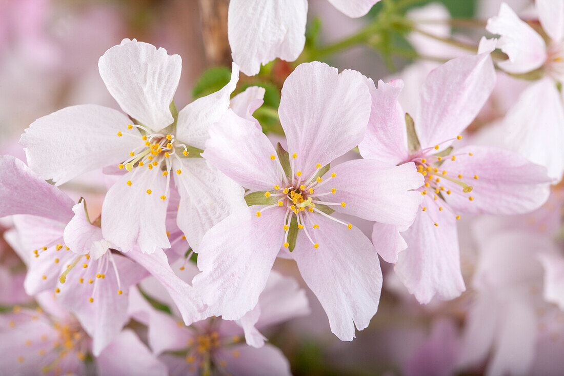 Prunus kurilensis 'Brilliant