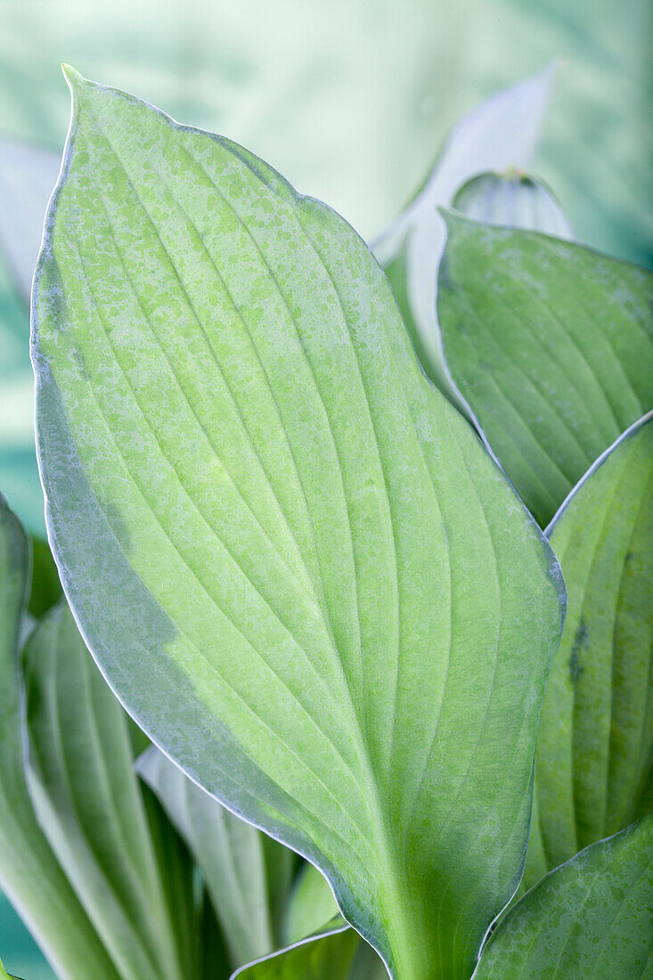 Hosta