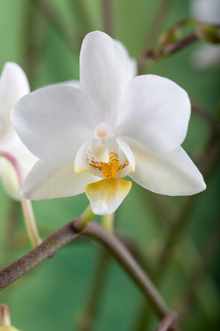 Phalaenopsis 'Wild Orchid'