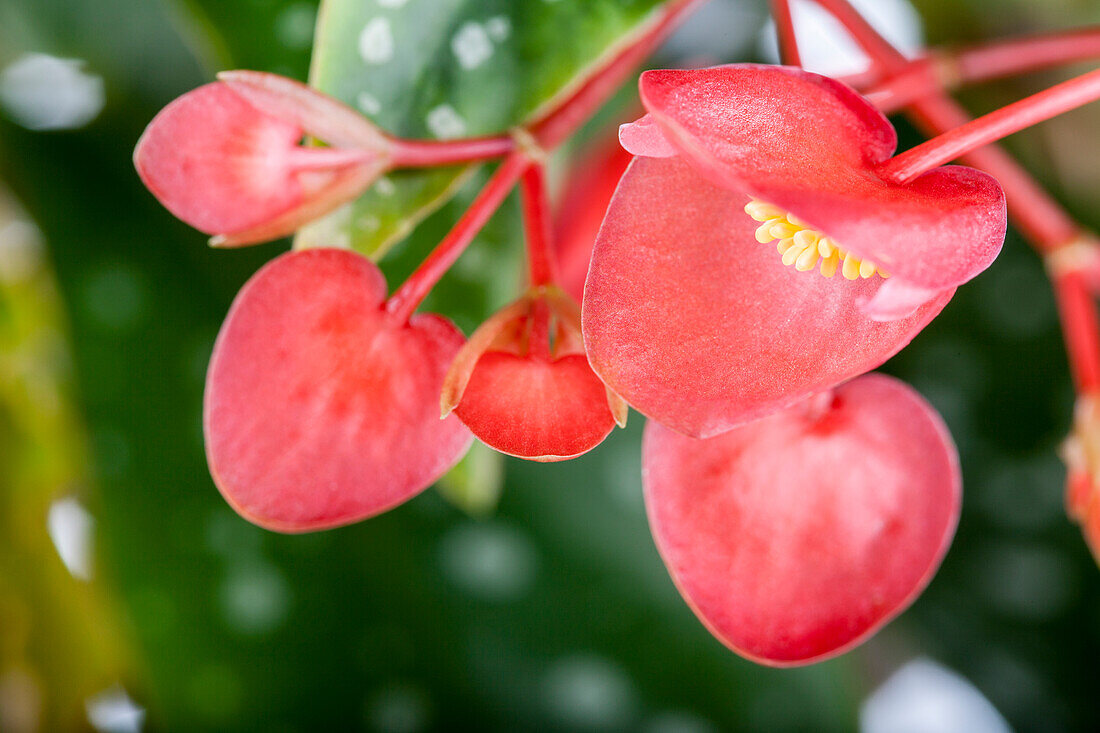 Begonia corallina