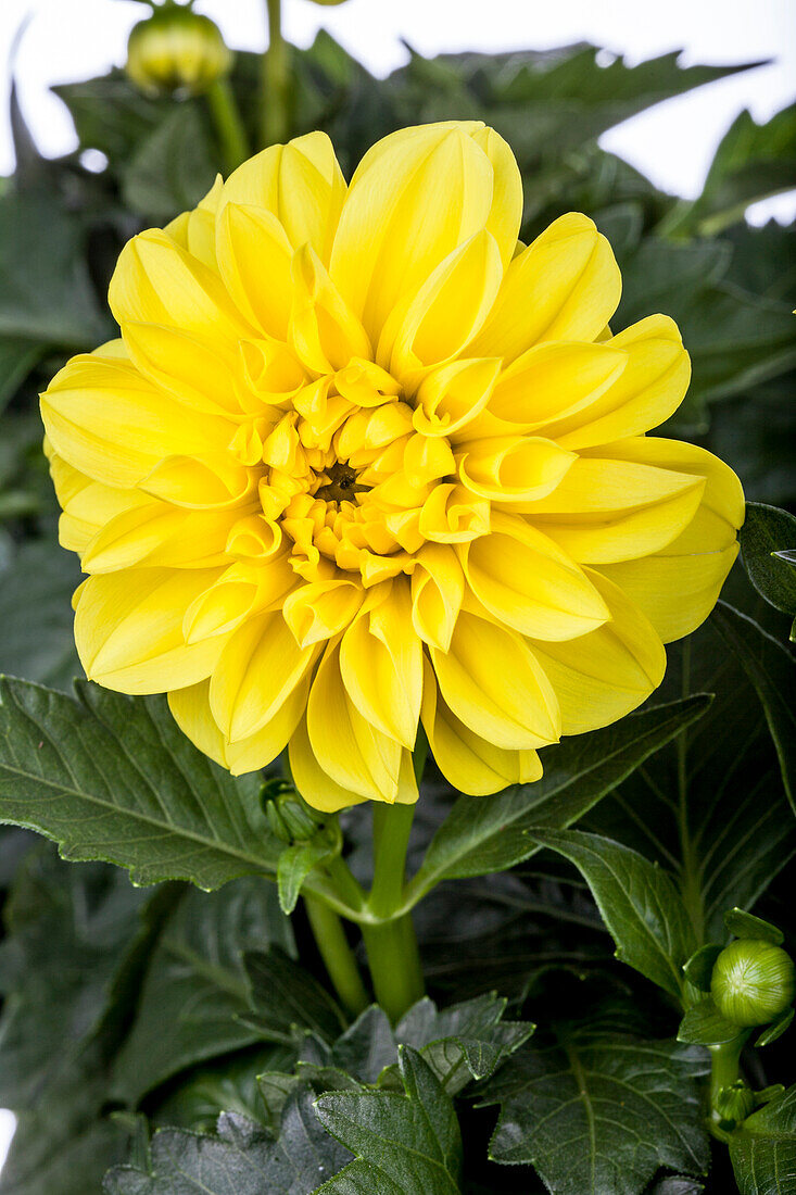 Dahlia