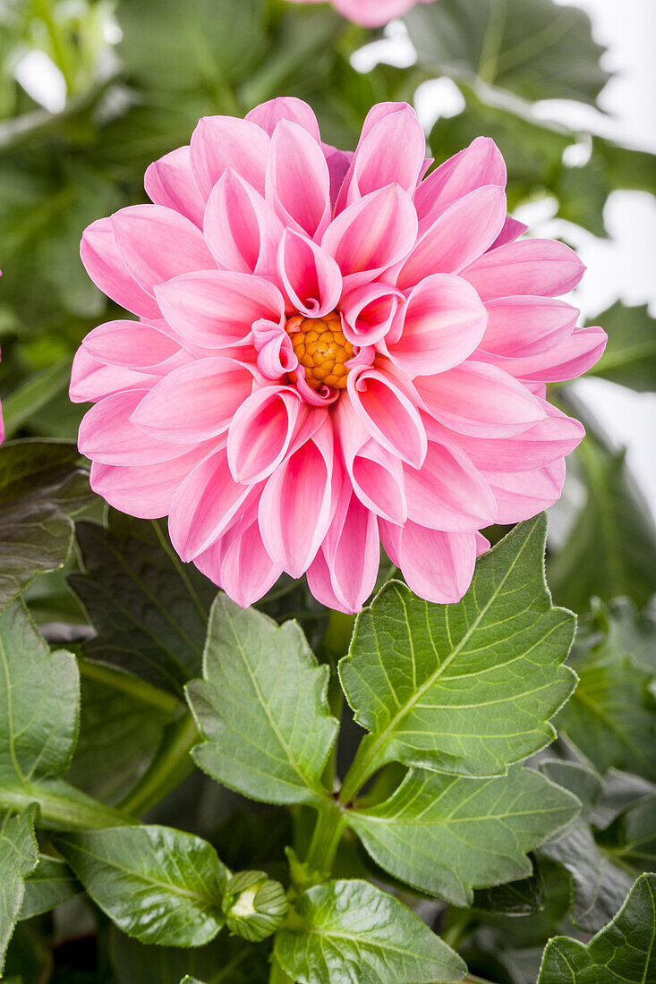 Dahlia