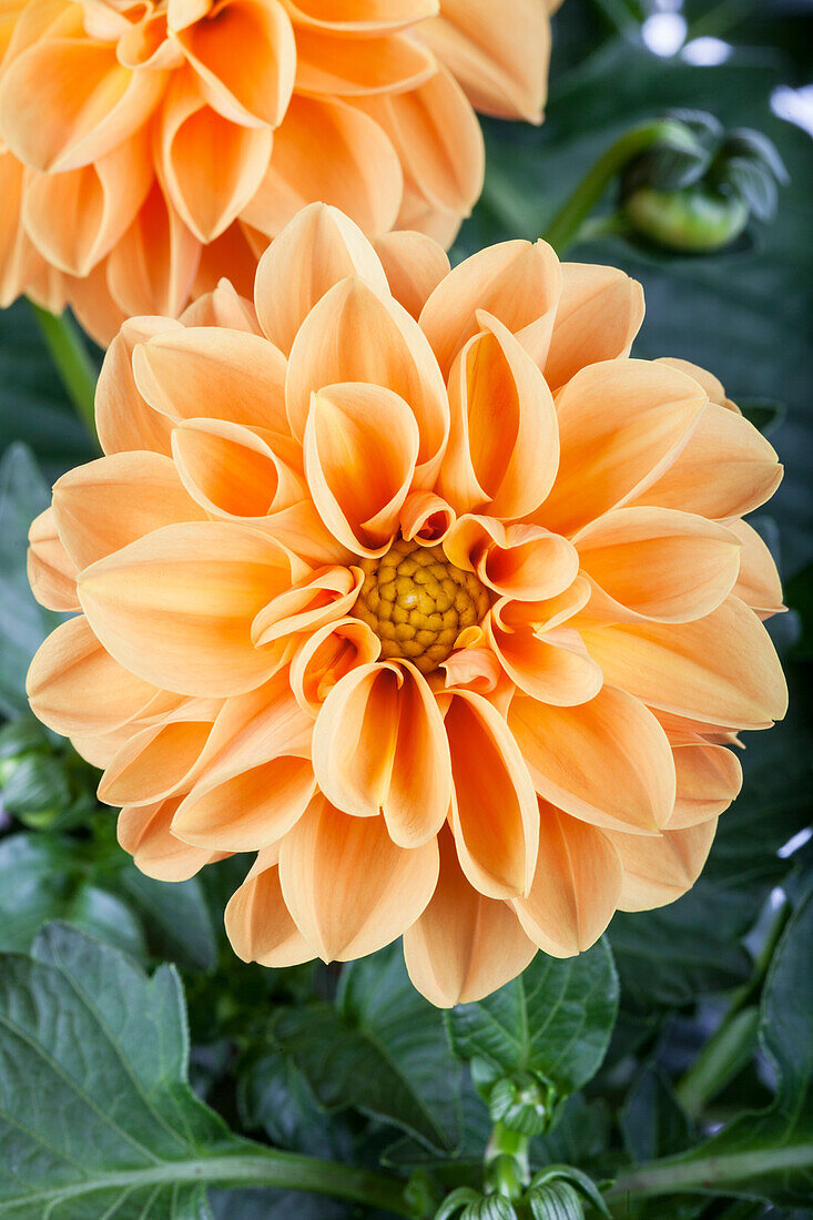 Dahlia