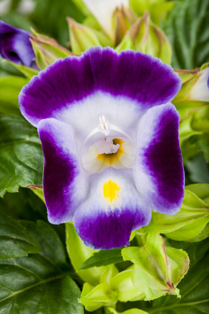 Torenia