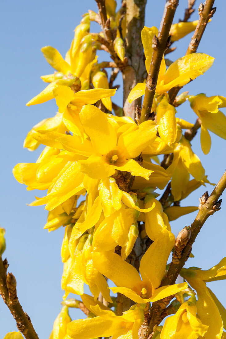 Forsythia x intermedia 'Week End'®