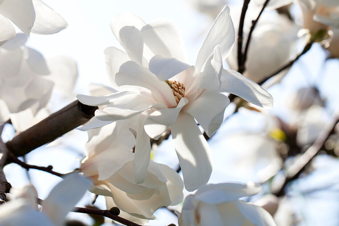 Magnolia x loebneri 'Merrill'