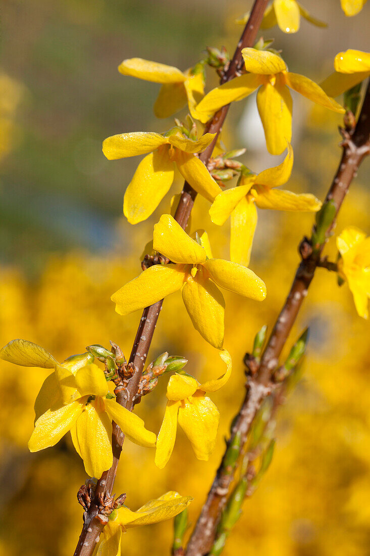 Forsythia x intermedia 'Week End'®