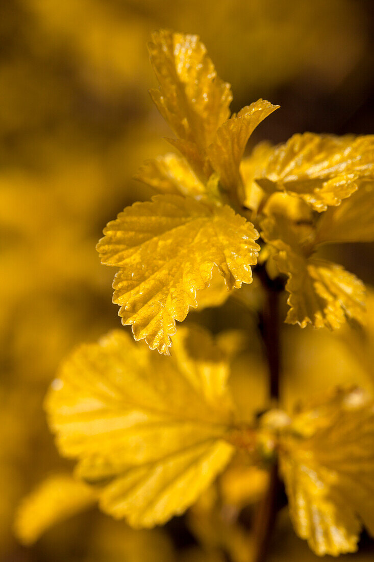 Physocarpus opulifolius 'Dart's Gold'