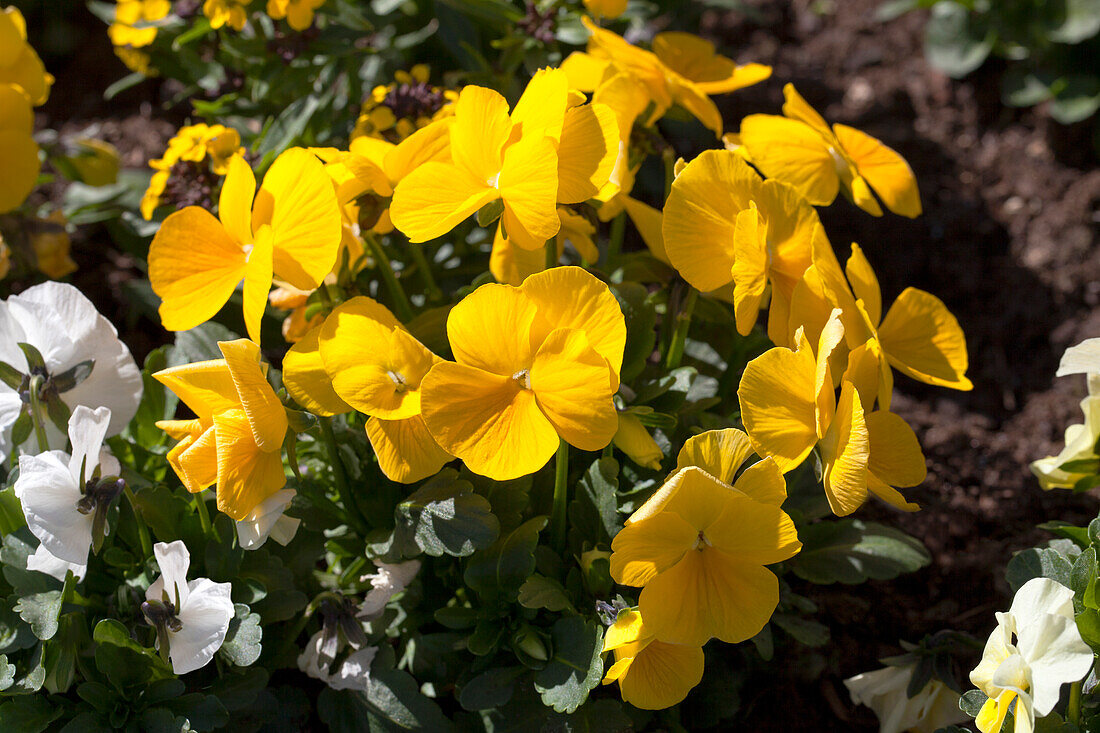 Viola cornuta 'Mix a Twix'®