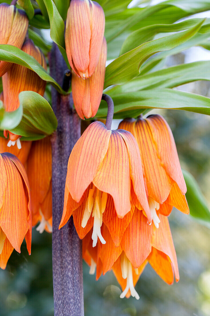 Fritillaria imperialis