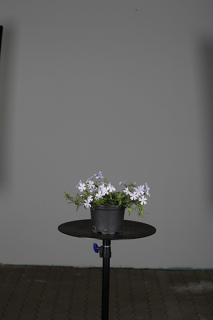 Phlox subulata