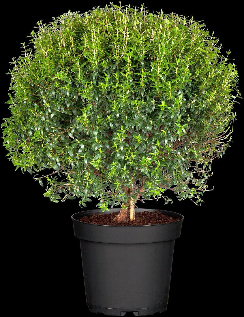 Myrtus communis 'Microphylla'