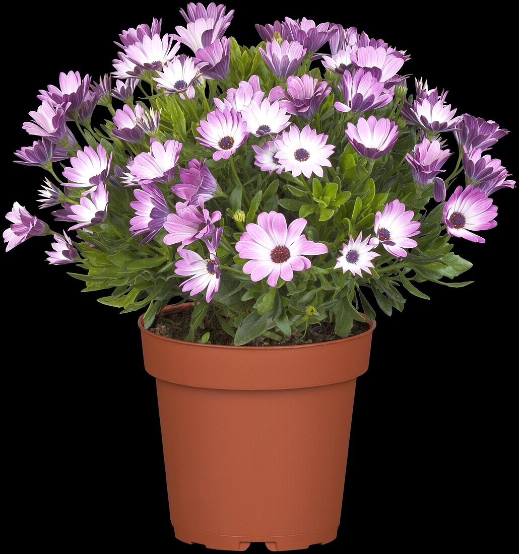 Osteospermum, lila