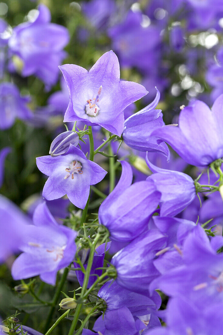 Campanula