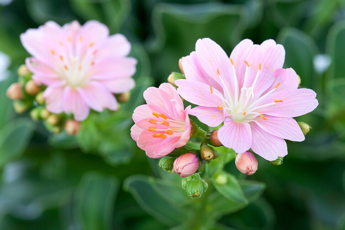 Lewisia cotyledon