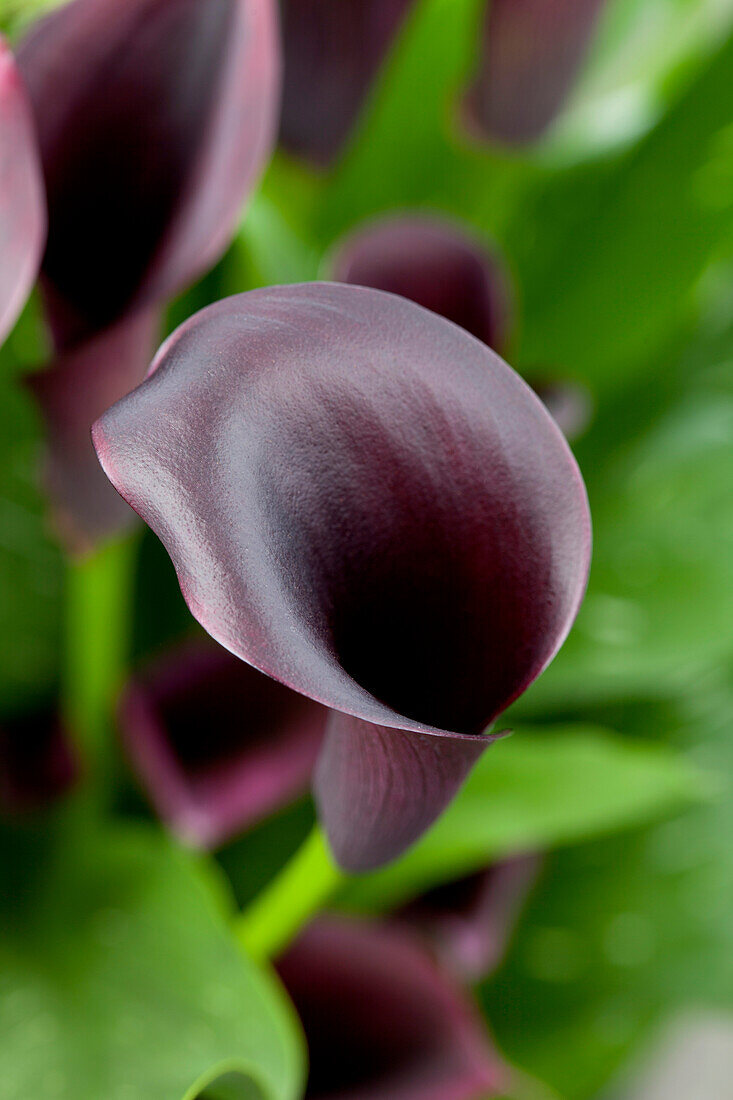 Zantedeschia aethiopica 'Odessa'