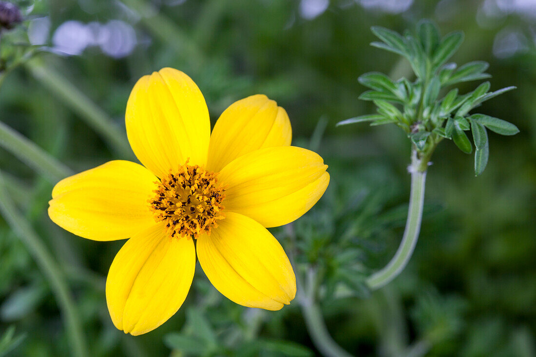 Bidens bipinnata