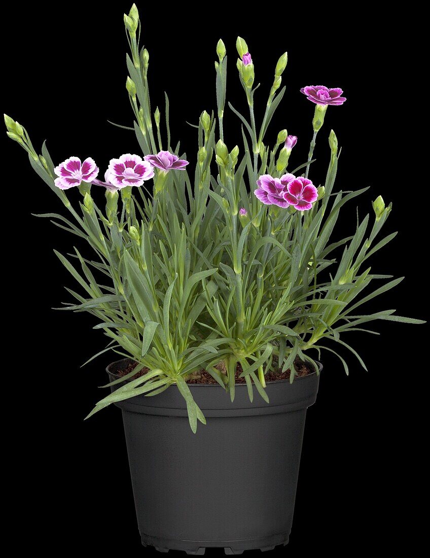 Dianthus caryophyllus, pink