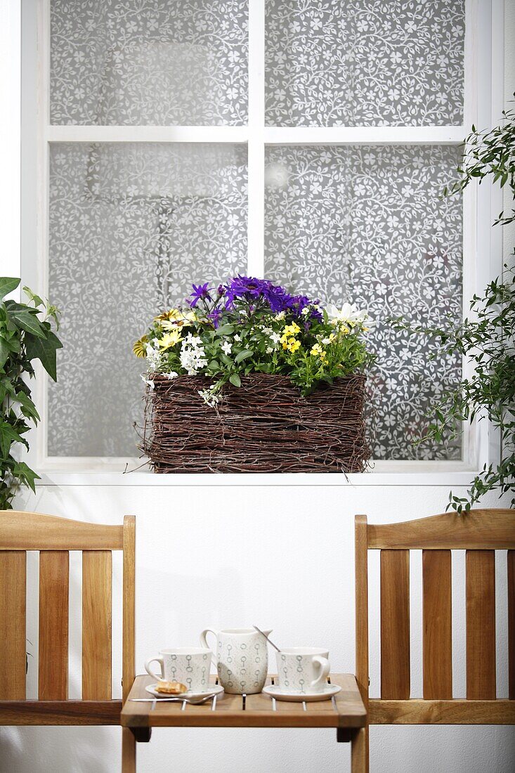 Balcony mix (Nemesia, Pericallis Senetti®, Solanum jasminoides)