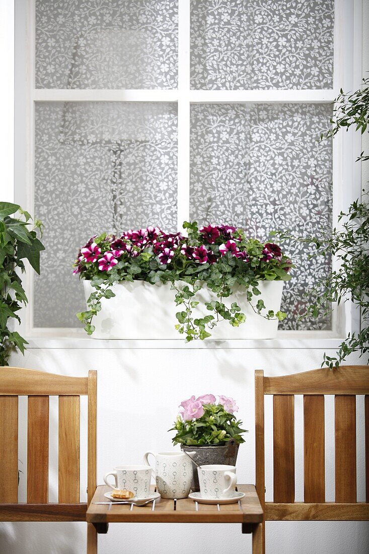 Balkonmix (Petunia, Hedera helix, Campanula medium)