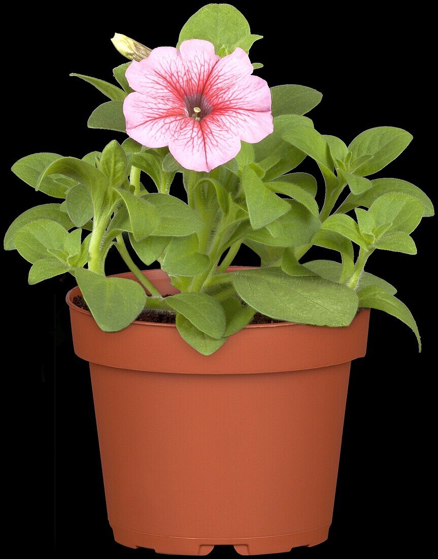 Petunia 'SURFINIA'™